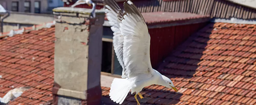 Residential Chimney Animal Removal Solution in Schertz, TX